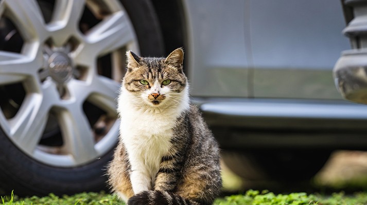 Ahuyentar gatos del coche ¿Qué hacer?