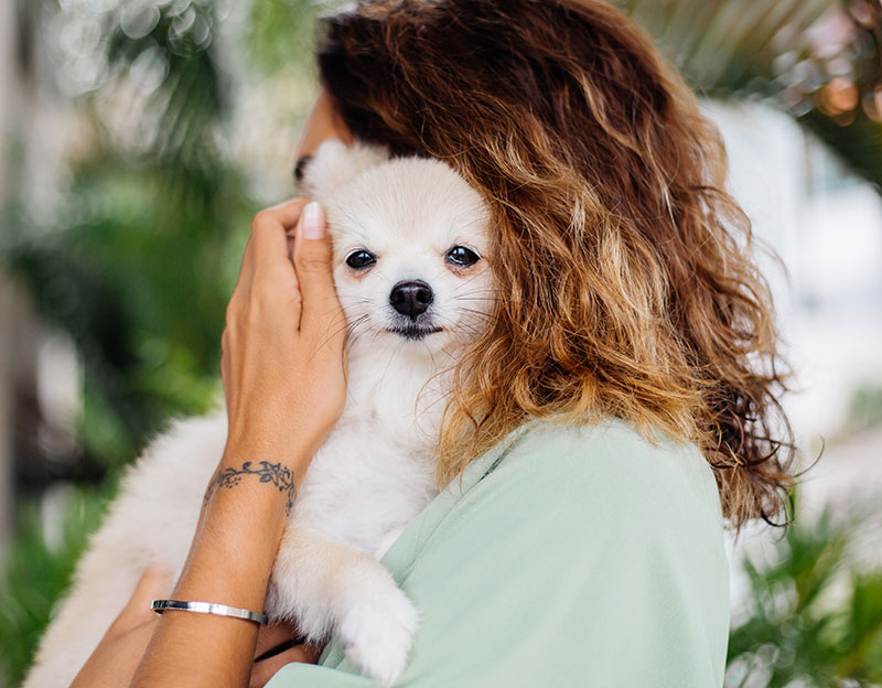 chchorro-plan-canino1