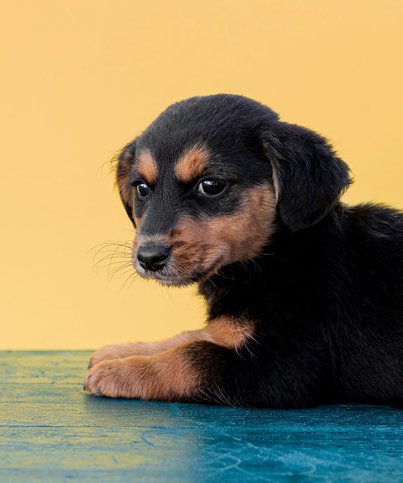 Plan de salud canino cachorro Plan de salud canino cachorro