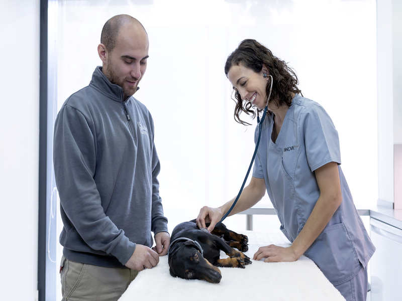 Consulta Veterinaria Consulta Veterinaria