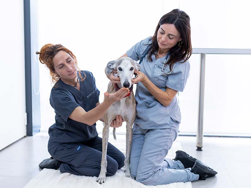 Consulta veterinaria