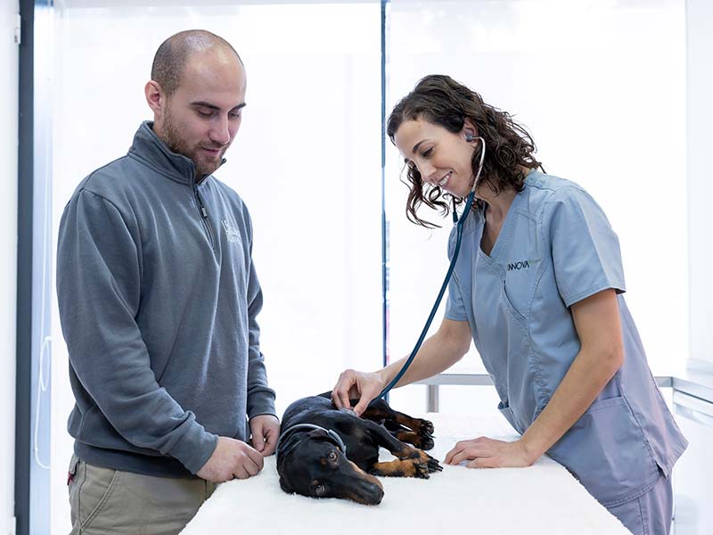 Consulta veterinaria Consulta veterinaria