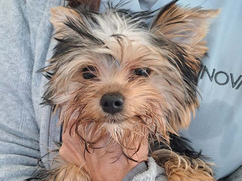 Plan salud canino cachorro