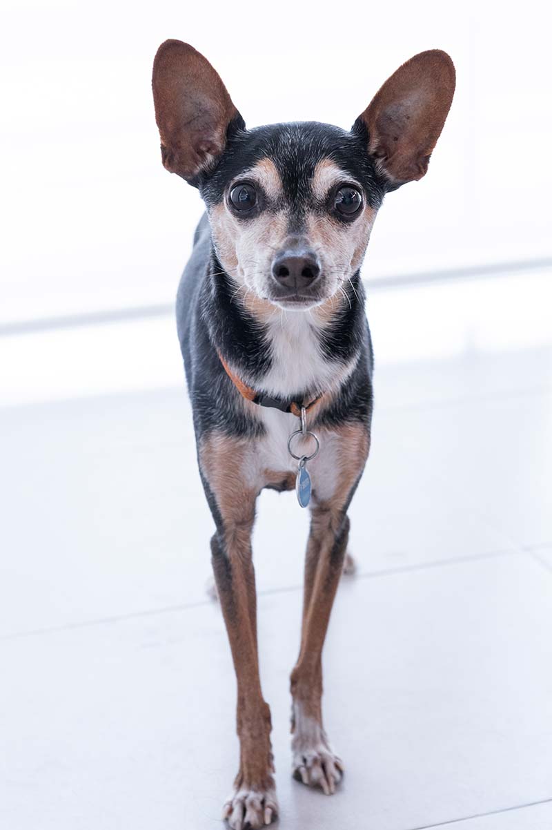 Plan salud canino adulto Plan salud canino adulto