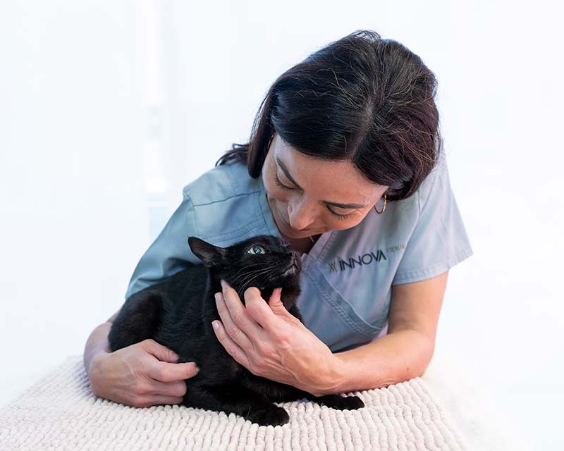 Plan de salud felino adulto
