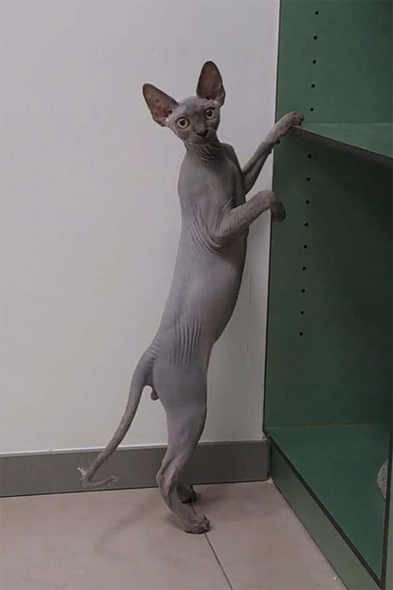 Plan de salud felino adulto