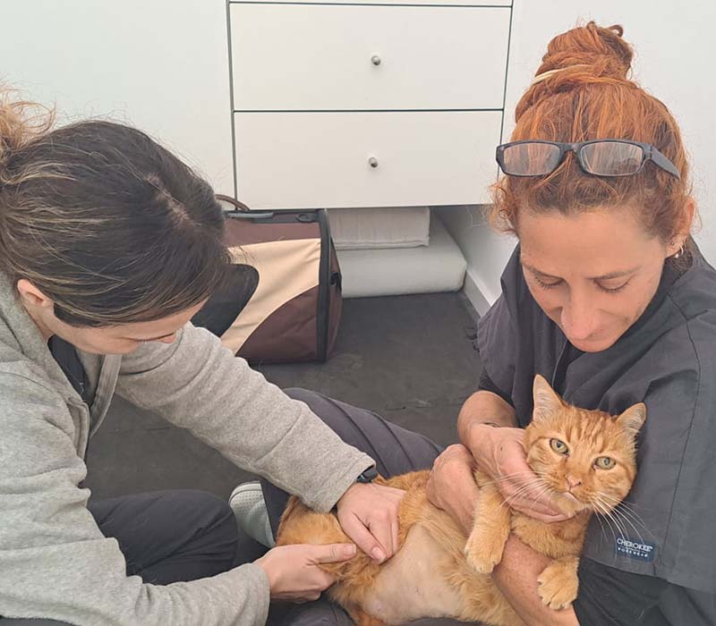 Plan de salud felino adulto