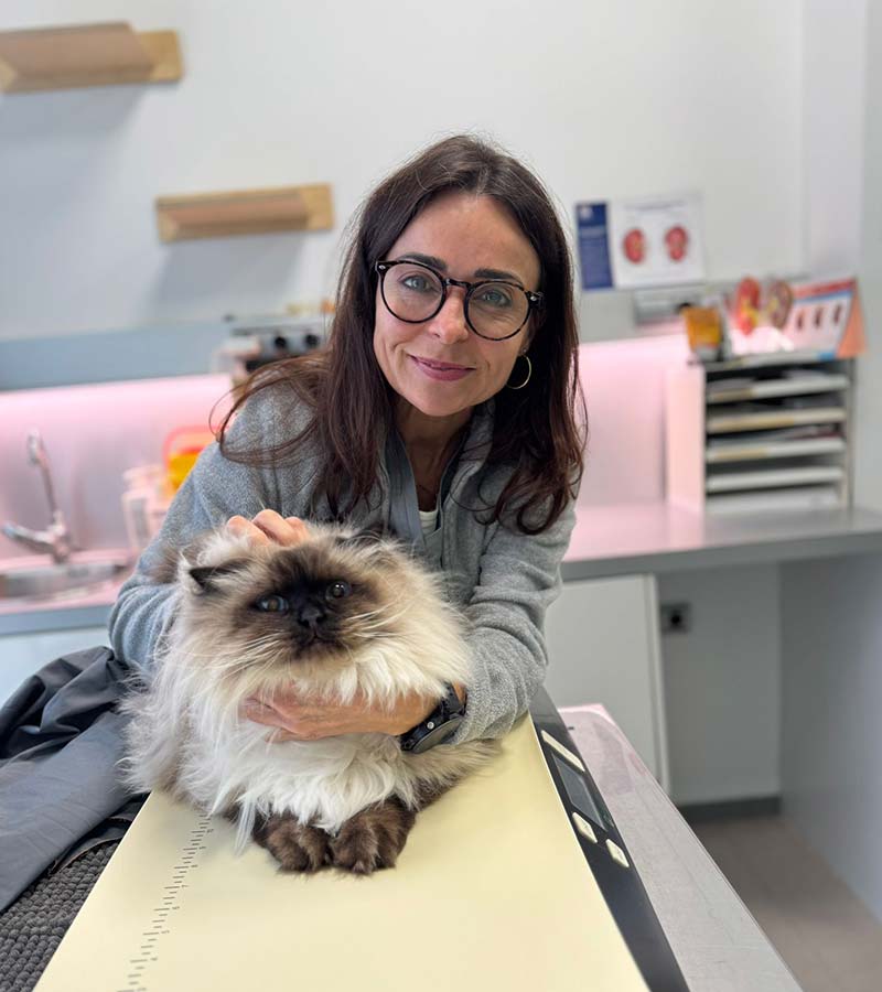 Plan de salud felino adulto