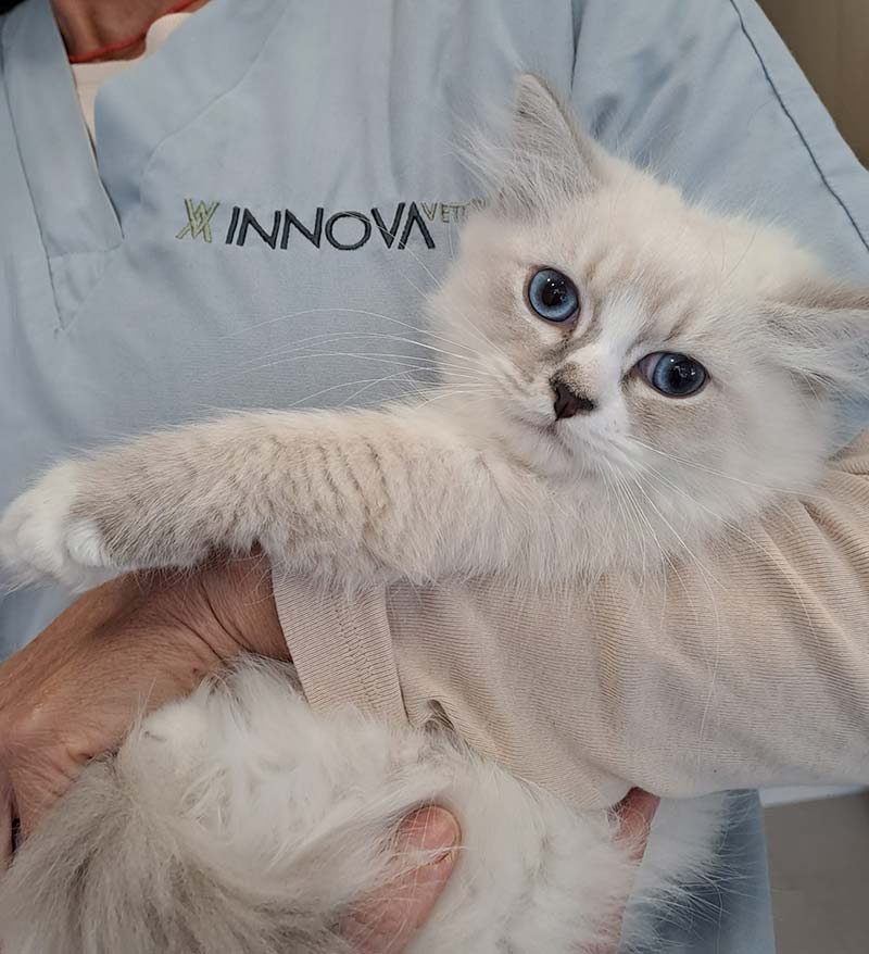 Plan salud felino cachorro