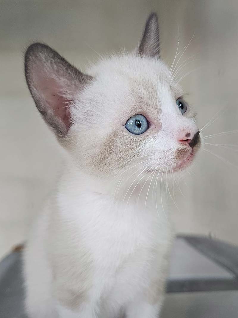 Plan salud felino cachorro