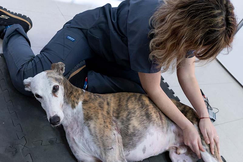 Traumatología veterinaria Traumatología veterinaria