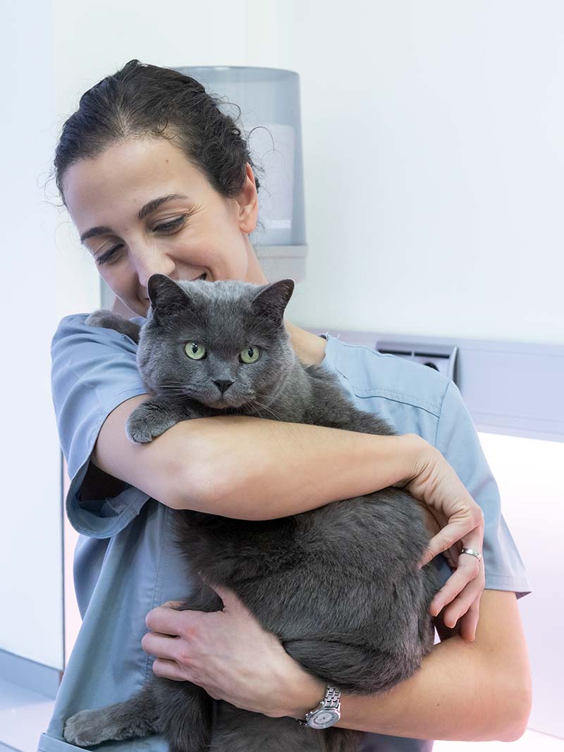 Ventajas de los planes de salud felinos